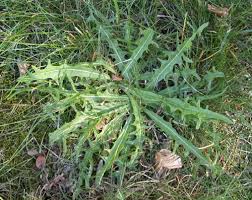 Attēlu rezultāti vaicājumam “Leontodon autumnalis”