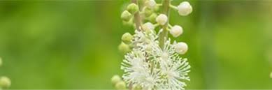 Image result for Silberkerze