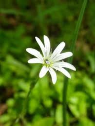 Attēlu rezultāti vaicājumam “Cerastium sylvaticum”