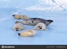 Image result for Pagophilus groenlandicus