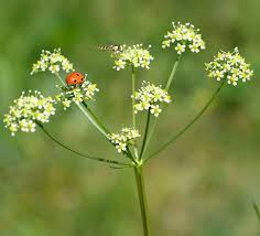 Attēlu rezultāti vaicājumam “Laserpitium pruthenicum”