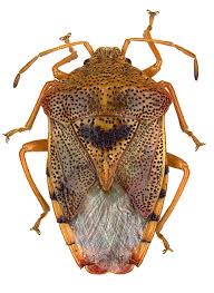 Attēlu rezultāti vaicājumam “Elasmucha grisea”