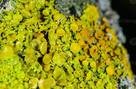 Attēlu rezultāti vaicājumam “Xanthoria parietina”