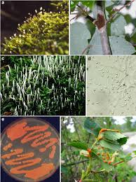 Attēlu rezultāti vaicājumam “Eocronartium muscicola”