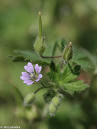 Attēlu rezultāti vaicājumam “Geranium pusillum leaf”