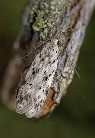 Attēlu rezultāti vaicājumam “Carpatolechia proximella”