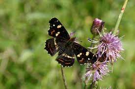 Attēlu rezultāti vaicājumam “Araschnia levana”