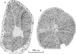 Attēlu rezultāti vaicājumam “Stemonitis foliicola plasmodium”