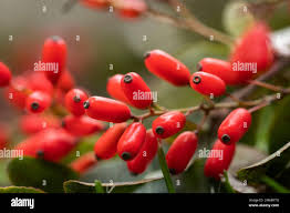 Attēlu rezultāti vaicājumam “Berberis thunbergii fruit”