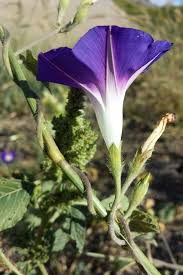 Image result for Ipomoea purpurea