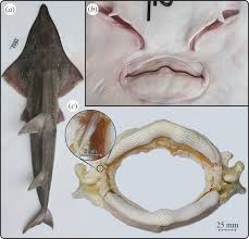 Image result for Rhynchobatus australiae