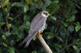Image result for Falco amurensis
