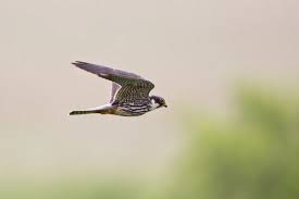 Attēlu rezultāti vaicājumam “Falco subbuteo adult”