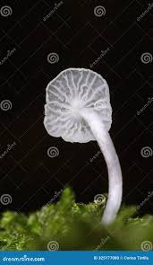 Attēlu rezultāti vaicājumam “Delicatula integrella”