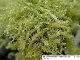 Attēlu rezultāti vaicājumam “Oxyrrhynchium hians var. rigidum”