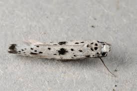 Attēlu rezultāti vaicājumam “Yponomeuta plumbella”