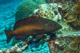 Image result for Epinephelus guttatus