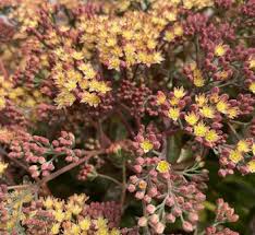 Attēlu rezultāti vaicājumam “Hylotelephium telephium flower”