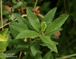 Attēlu rezultāti vaicājumam “Spiraea salicifolia”