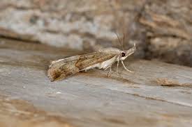 Attēlu rezultāti vaicājumam “Hypena proboscidalis”