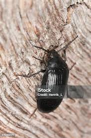 Attēlu rezultāti vaicājumam “Prionychus ater”