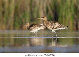 Attēlu rezultāti vaicājumam “Numenius arquata”