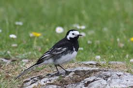 Attēlu rezultāti vaicājumam “Motacilla alba adult”