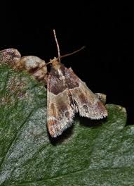 Attēlu rezultāti vaicājumam “Pyralis farinalis”