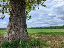 Attēlu rezultāti vaicājumam “Pertusaria flavida”