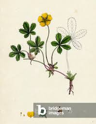 Attēlu rezultāti vaicājumam “Potentilla reptans flower”