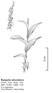 Attēlu rezultāti vaicājumam “Epipactis atrorubens leaf”