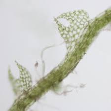 Attēlu rezultāti vaicājumam “Cephalozia loitlesbergeri”