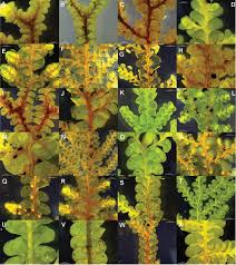 Attēlu rezultāti vaicājumam “Radula complanata sporophyte”