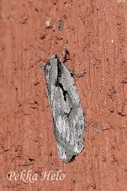 Attēlu rezultāti vaicājumam “Semioscopis avellanella”