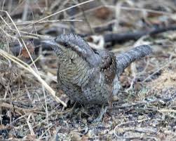 Image result for Jynx torquilla