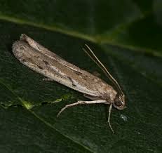 Attēlu rezultāti vaicājumam “Phycitodes binaevella”