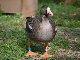 Attēlu rezultāti vaicājumam “Anser albifrons”