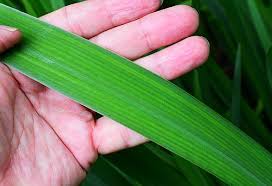 Attēlu rezultāti vaicājumam “Iris pseudacorus leaf”