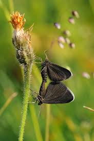 Attēlu rezultāti vaicājumam “Odezia atrata”