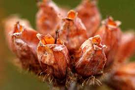 Attēlu rezultāti vaicājumam “Erica tetralix fruit”