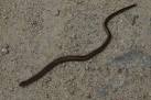 Adder or Grass Snake? - via Daymix
