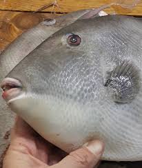 Image result for Balistes capriscus