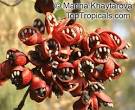 <b>Sterculia</b> foetida, Peon