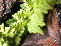 Attēlu rezultāti vaicājumam “Cystopteris fragilis”