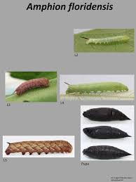 Attēlu rezultāti vaicājumam “Sphinx pinastri larva”