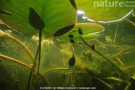 Attēlu rezultāti vaicājumam “Nymphaea alba leaf”