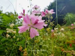 Image result for Malva moschata