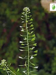 Attēlu rezultāti vaicājumam “Capsella bursa-pastoris leaf”