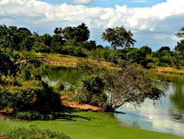 Image result for шри ланка королевский ботанический сад