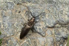 Attēlu rezultāti vaicājumam “Ctenicera pectinicornis”